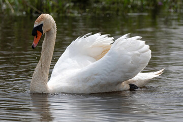 Fototapeta premium Cygne tuberculé,.Cygnus olor, Mute Swan