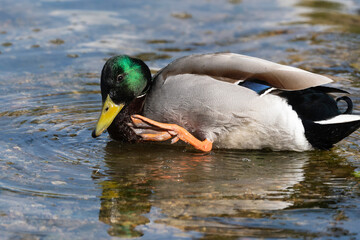 Canard colvert,. Anas platyrhynchos, Mallard, mâle