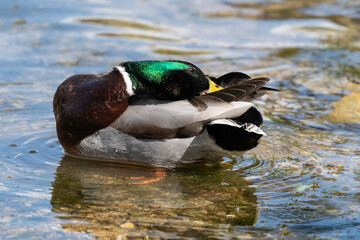Canard colvert,. Anas platyrhynchos, Mallard, mâle