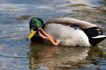 Canard colvert,. Anas platyrhynchos, Mallard, mâle