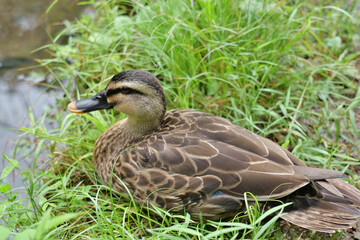 横浜, せせらぎ公園の野生の鴨