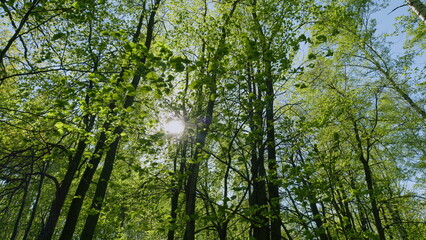Green Fresh Foliage Of Old Tall Trees Growing In Forest. Woodland Or Park With Beautiful Huge Trees. Summer Background.