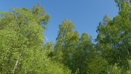 Branches Of Forest Trees Move In Strong. Natural Organic Branches Of Tree With Fresh Green Spring Leaves.