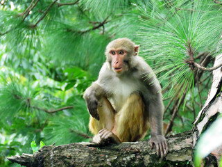 Rhesus macaque, Macaca mulatta or Monkey sitting on a tree branch.