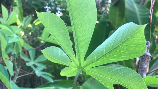 Cassava leaves in the garden with trees blowing in the wind. The concept of traditional agriculture