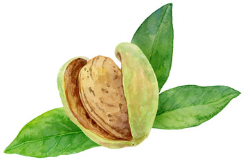 アーモンドの実と葉の水彩イラスト 白背景