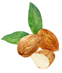 白背景にアーモンドの水彩イラスト 種と葉
