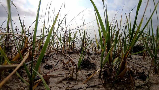 Male fiddler crab crosses in front of camera 
