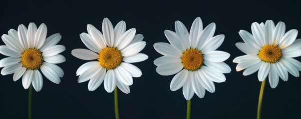 Fototapeta premium Four white daisies with green stems against a dark background, studio shot. Botanical and nature concept