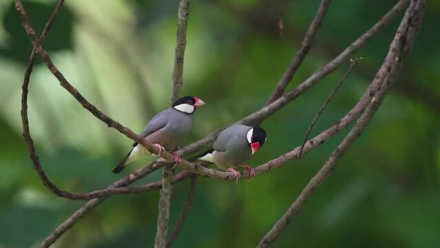 The dancing of Java Sparrow 