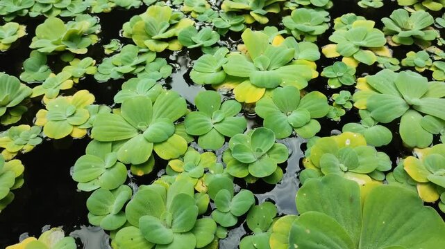 ki ambang plant in the pond