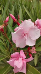 pink rose in the garden