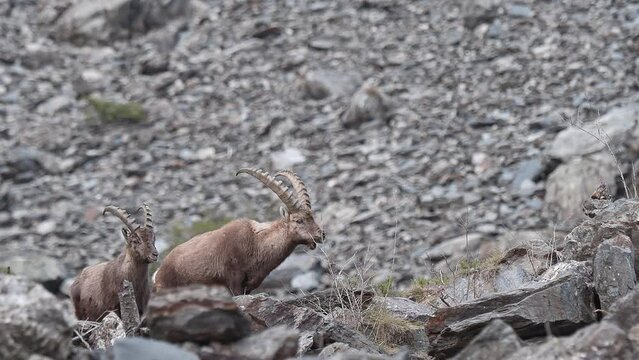 Crossing the Alps mountains, group of ibexes on stony ground (Capra ibex)