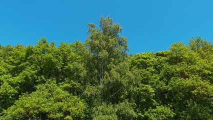 Fototapeta premium Nature Scene With Fresh Leafs. Green Deciduous Trees Against Blue Sky. Canopy Of Tall Trees Frame Clear Blue Sky.