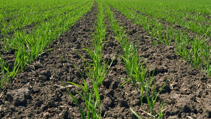 Saplings Of Young Shoots On Field In Spring. Wheat Greens. Agricultural Spring Field. Green Sprouts Of Wheat In Field. Green Stalks Wheat Swaying Wind. Ecology And Climate Change.