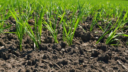 Agricultural Business. Young Sprouts Of Wheat. Agriculture Grain. Green Grass Sways In Wind. Wheat Field Harvest Crops In Countryside. Green Vegetation And Forage Crop.