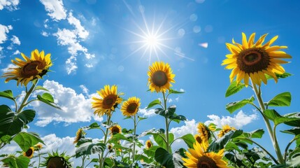 Radiant Sunflowers Basking in Sunlight - A Beautiful Cluster of Blooms under Clear Blue Sky