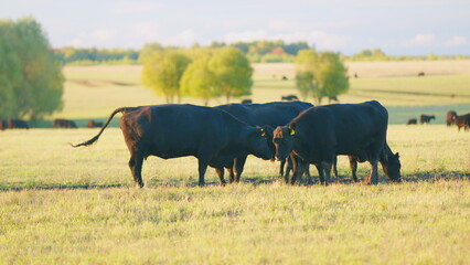Black angus cows standing in pasture. Black cow grazing on a summer pasture. Static view.