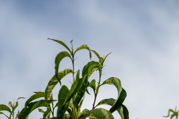 Green leaves on a blurred background on a sunny June day in the countryside.