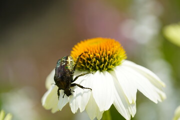花の花粉を集めるハナムグリ