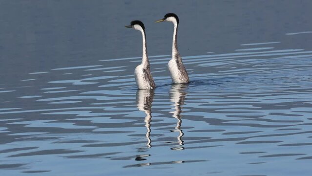 Super slow motion clip of a Western grebe (aechmophorus occidentalis) pair engaged in one of their courtship dances in Eagle Lake in Lassen County California, USA.