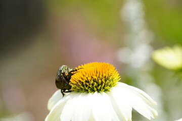 花の花粉を集めるハナムグリ