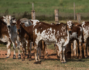 calfs in a field
