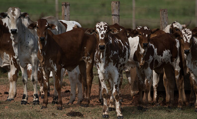 cows grazing in a field