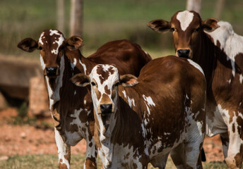Paint Nellore calfes  on the farm