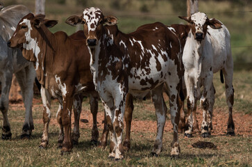 cows in a field