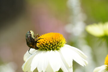 花の花粉を集めるハナムグリ