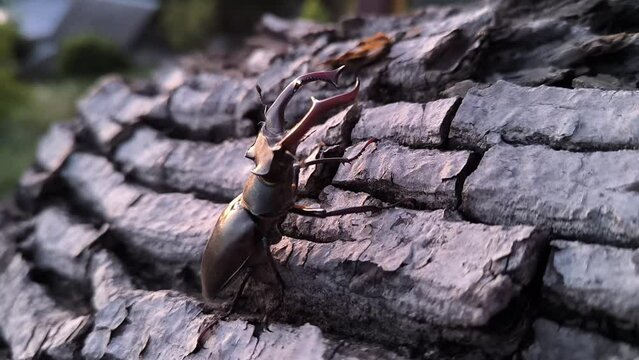 male European stag beetle sit on the tree