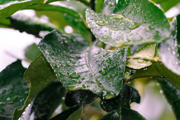 Green leaves filled with beautiful raindrops after falling