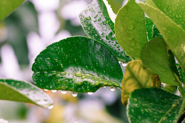 Green leaves filled with beautiful raindrops after falling