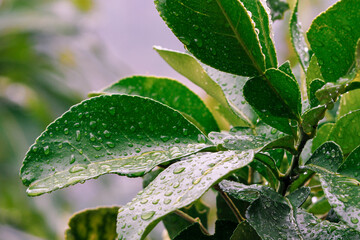Green leaves filled with beautiful raindrops after falling