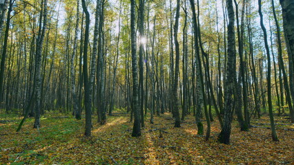 Gold autumn scenery in panorama format. Sunlight is shining through golden foliage in autumn forest. Timelapse.