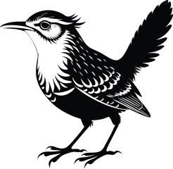 Cactus Wren bird Vector
