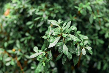 Lush green bush with raindrops glistening on leaves, closeup of nature's beauty