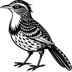 Cactus Wren bird Vector