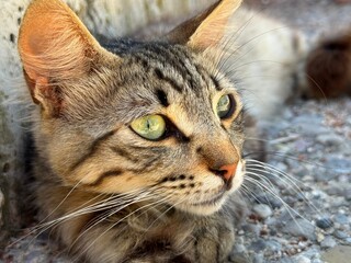 Portrait of cute tabby cat