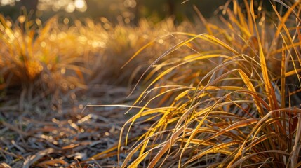 Dry grass a whisper of gold