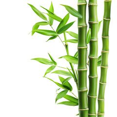 Naklejka premium Green bamboo stalks and leaves, cut out