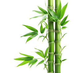 Green bamboo stalks and leaves, cut out