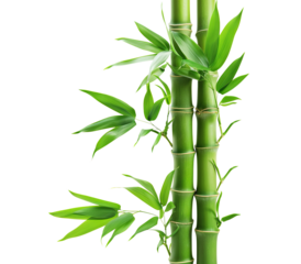 Green bamboo stalks and leaves, cut out