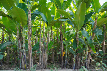 Banana plantations where the leaves are harvested to be used as natural food wrapping.