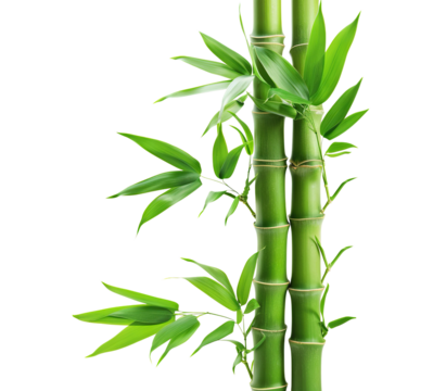 Green bamboo stalks and leaves, cut out
