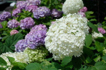 blooming flower of hydrangea tree	

