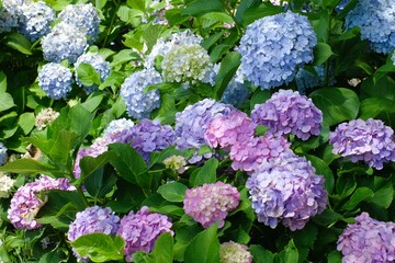 purple and pink hydrangea in full blooming	