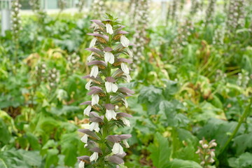 Acanthus flower in full blooming