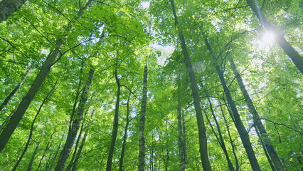 Sunny magical forest in rays of rising sun in morning time. Warm bright sunbeam star illuminating trunks. Wide shot.